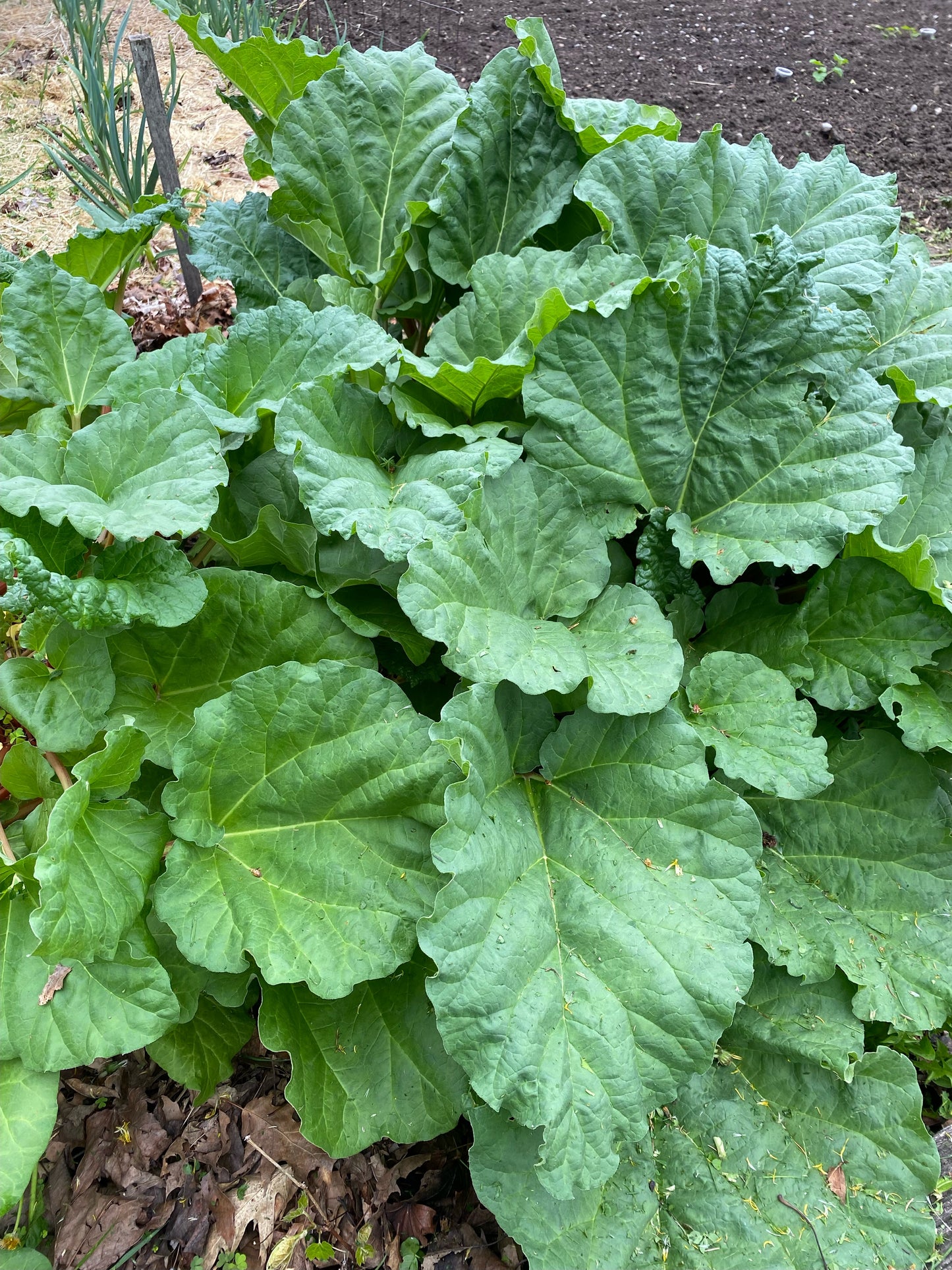 Fresh Rhubarb