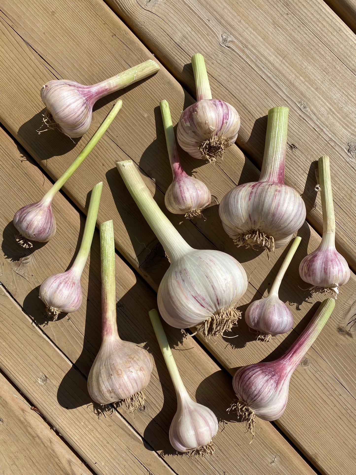 Garlic