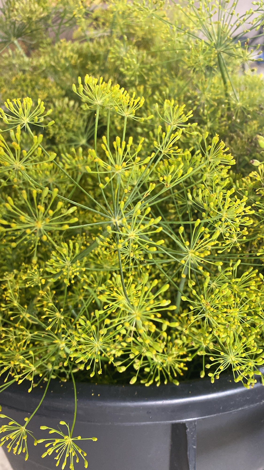 Fresh Dill
