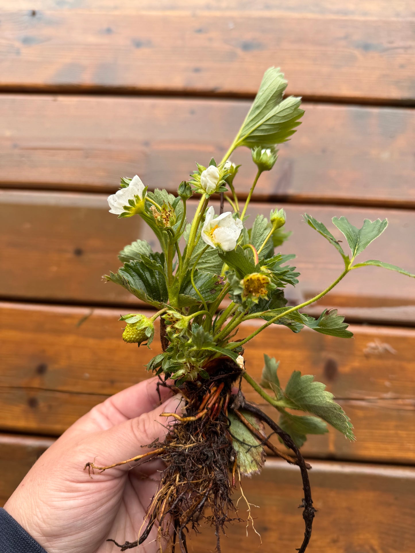 Strawberry Plants