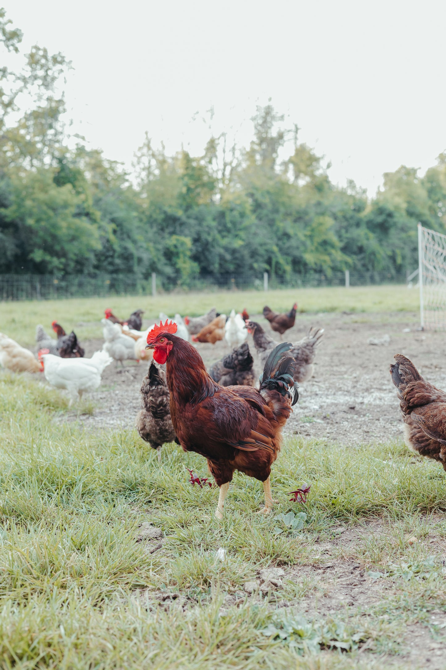 1 Dozen Pasture Raised Eggs