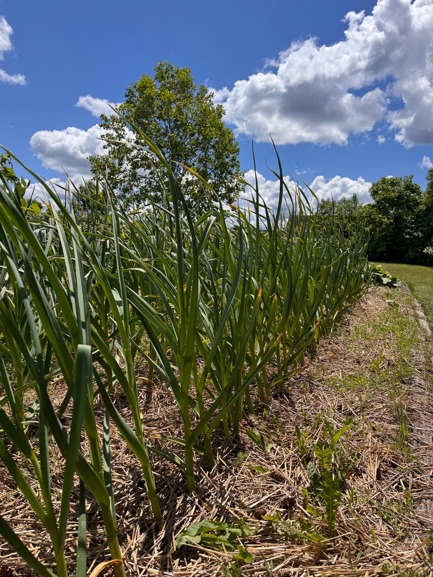 Garlic Scapes