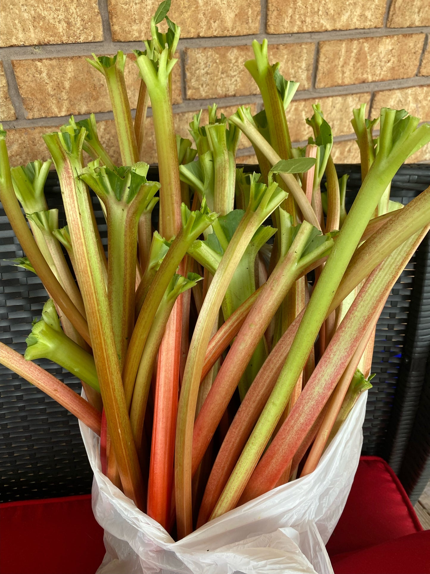 Fresh Rhubarb