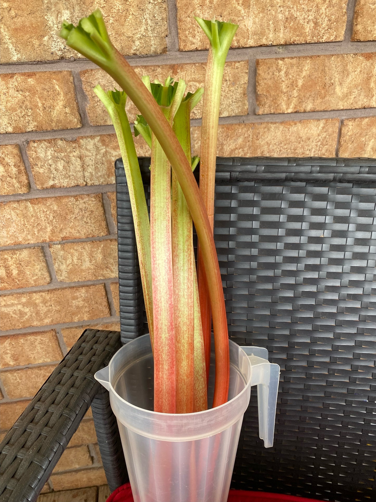 Fresh Rhubarb