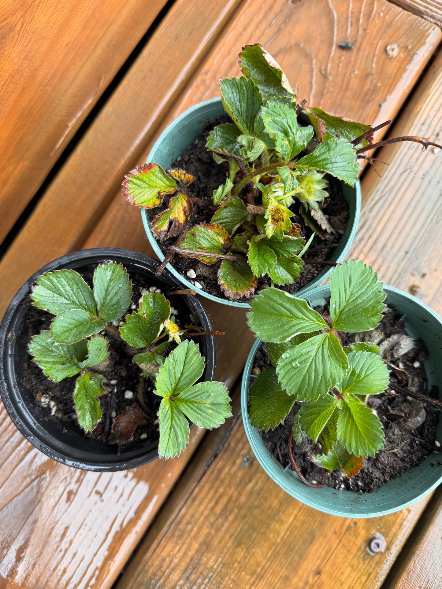 Strawberry Plants