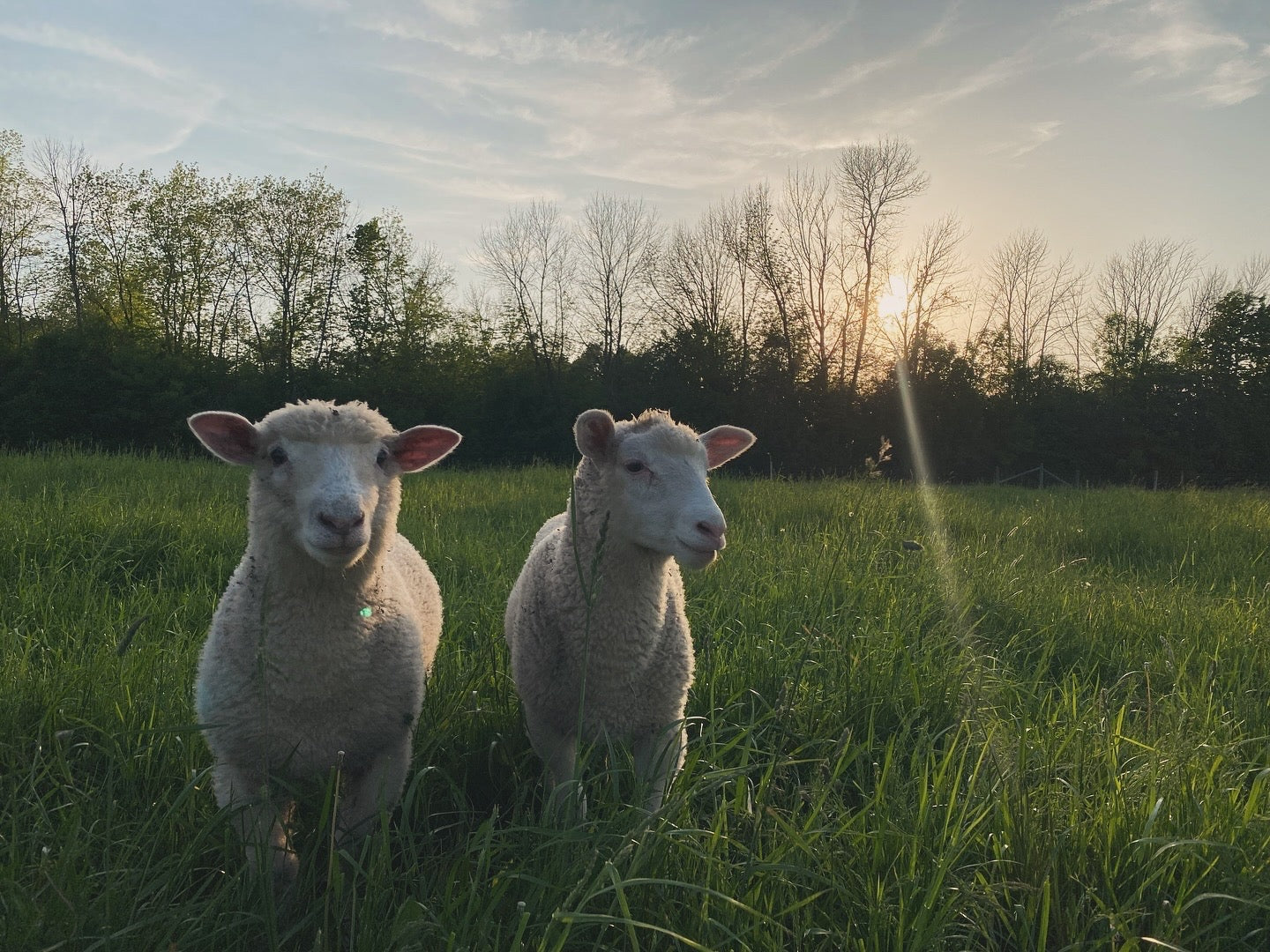 Lamb