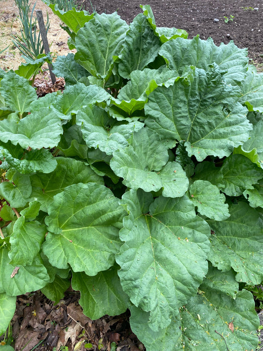 Fresh Rhubarb