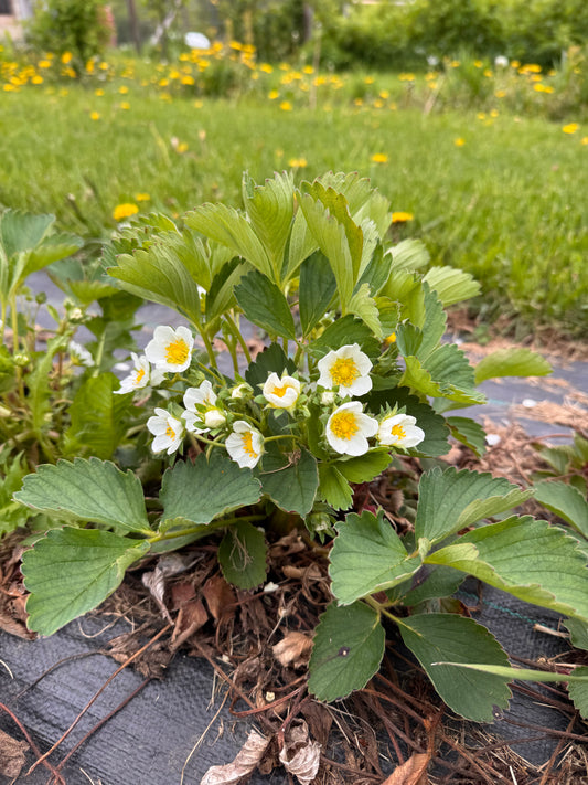 Strawberry Plants