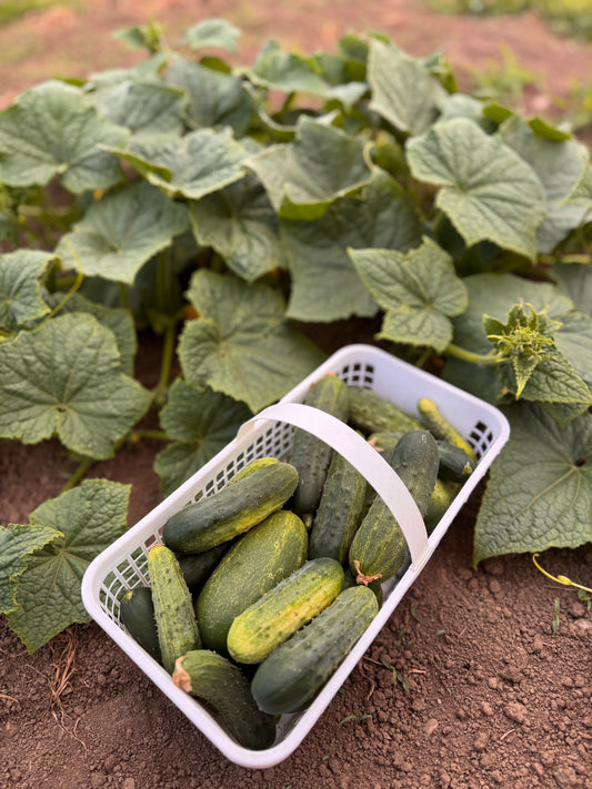 Field Cucumbers