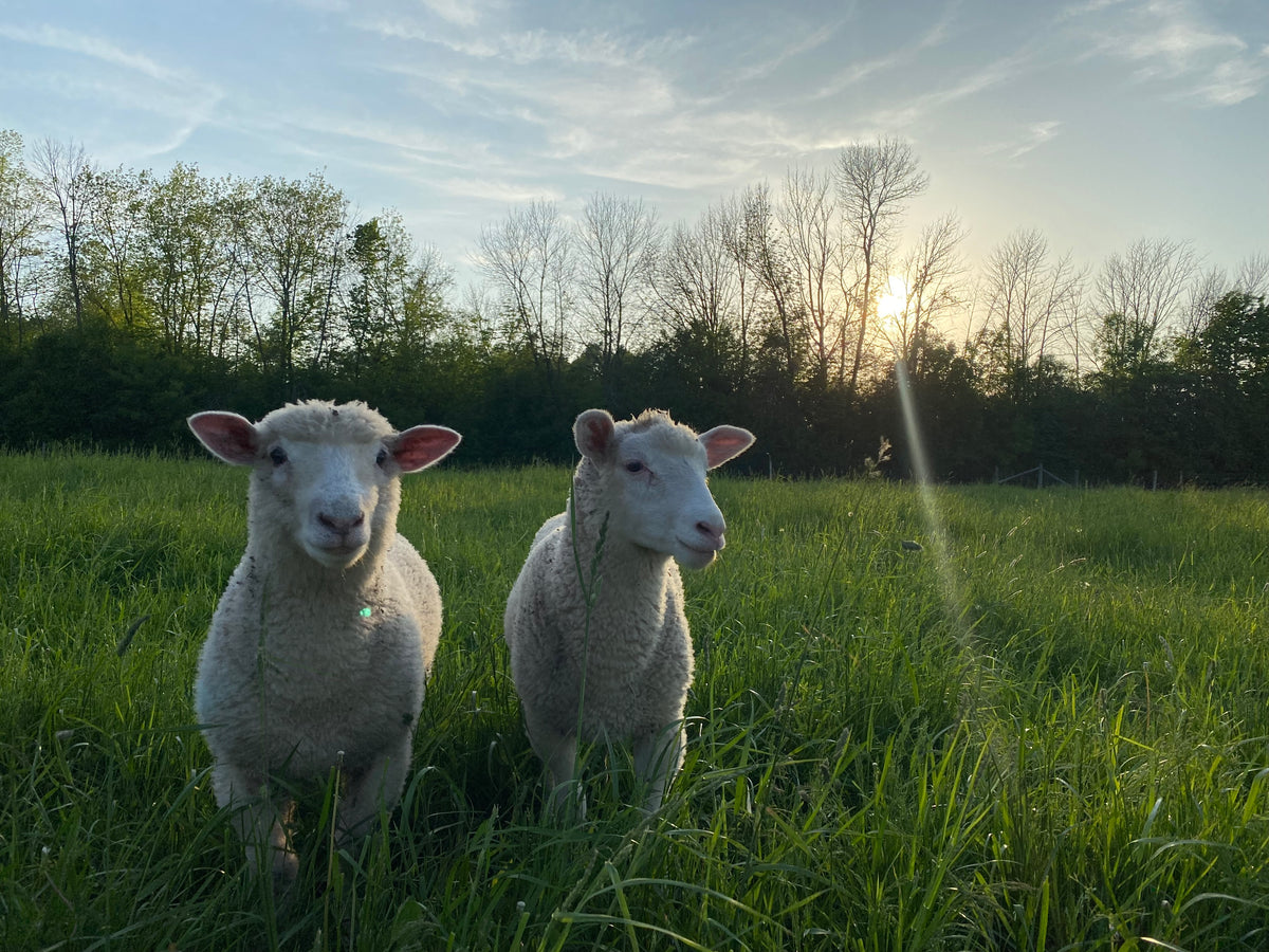 Pasture-Raised Lamb | Whole or Half Lamb Deposit