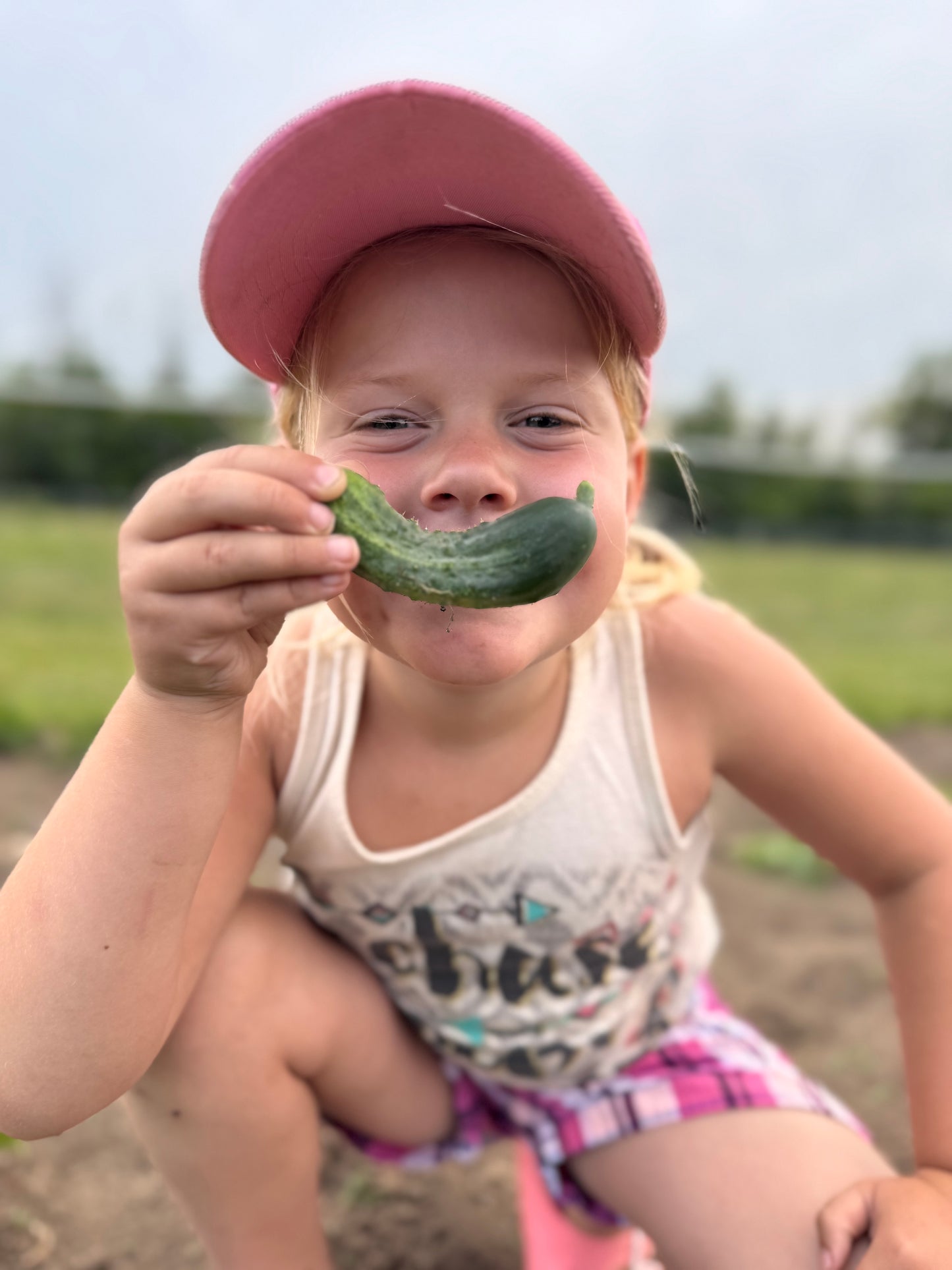 Field Cucumbers