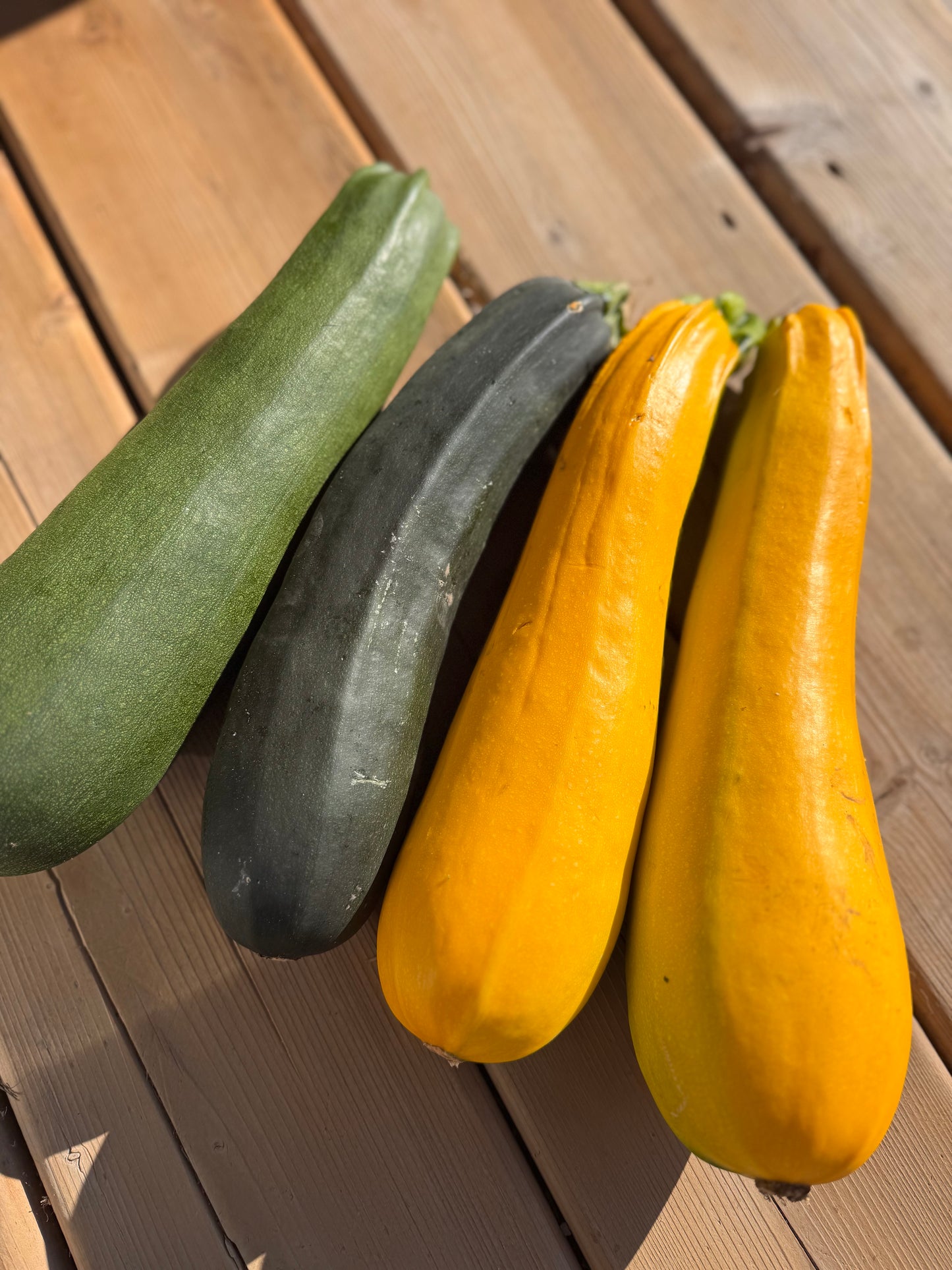 Zucchini