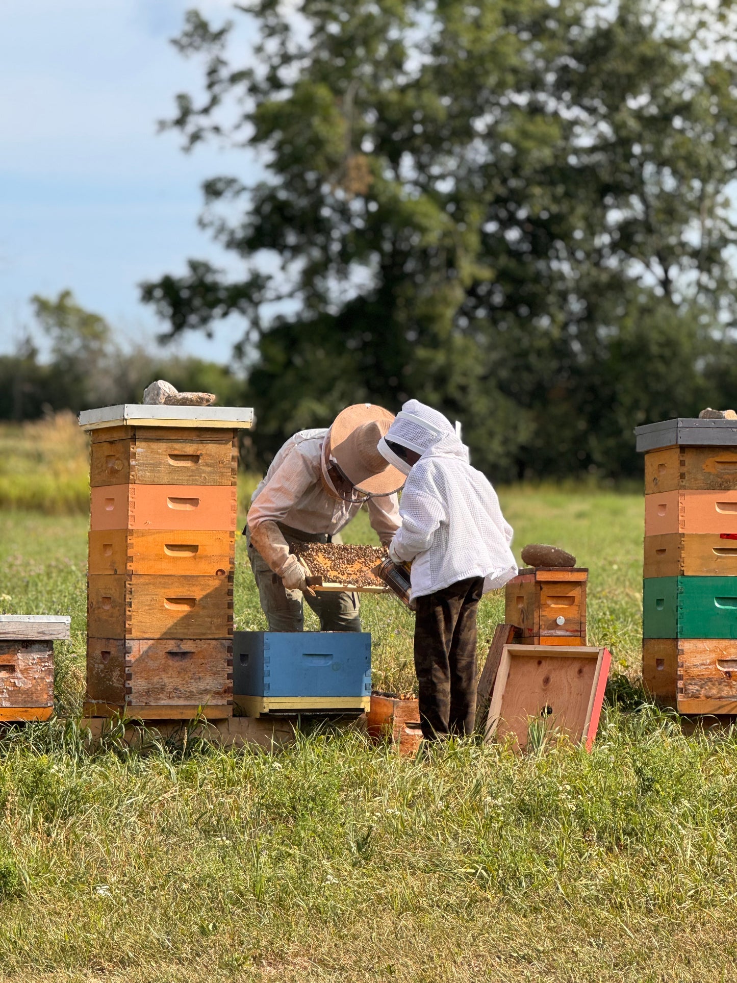 Local Ontario Honey