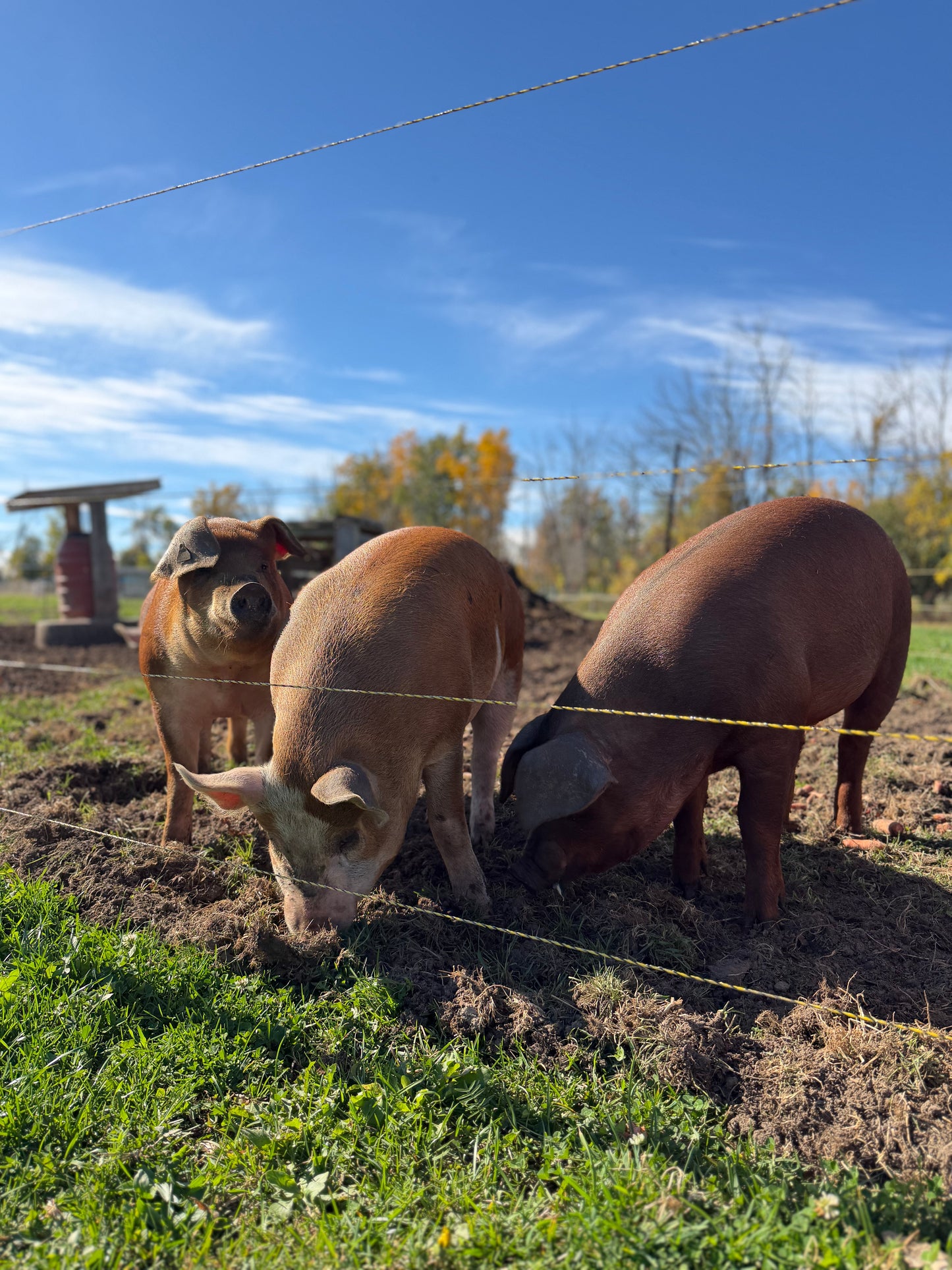Pasture-Raised Pork | Whole or Half Pig Deposit