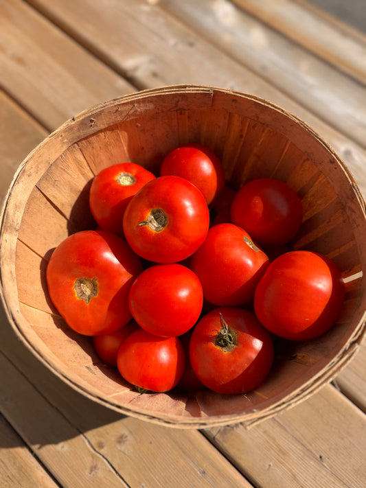 Tomatoes (field)