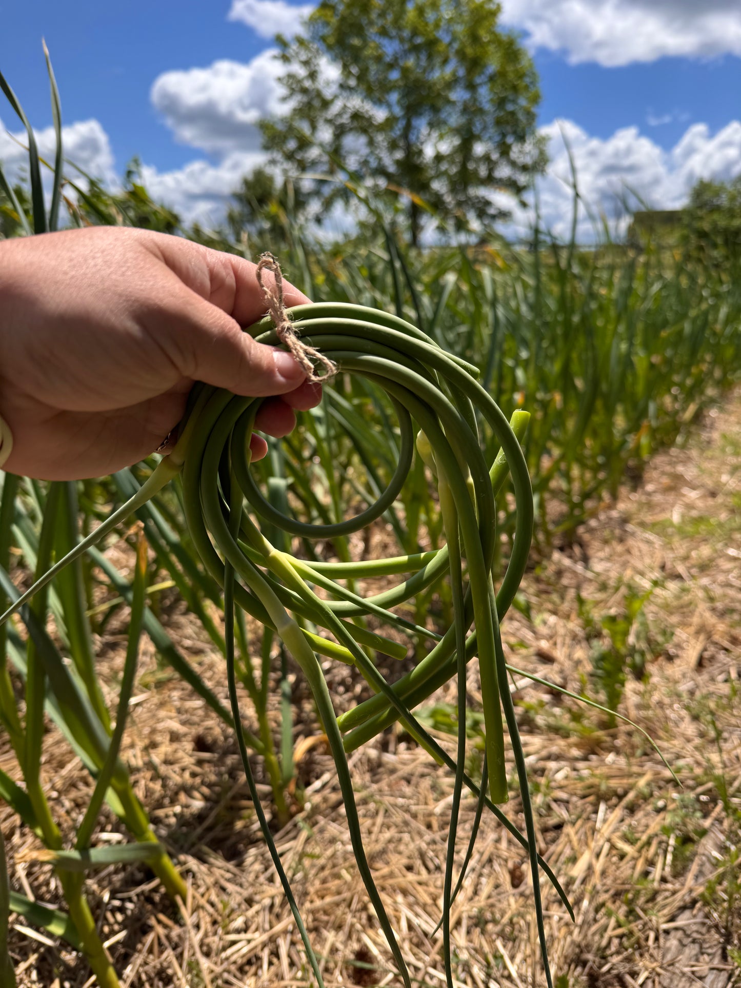 Garlic Scapes
