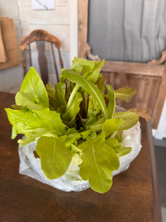 Leaf Lettuce