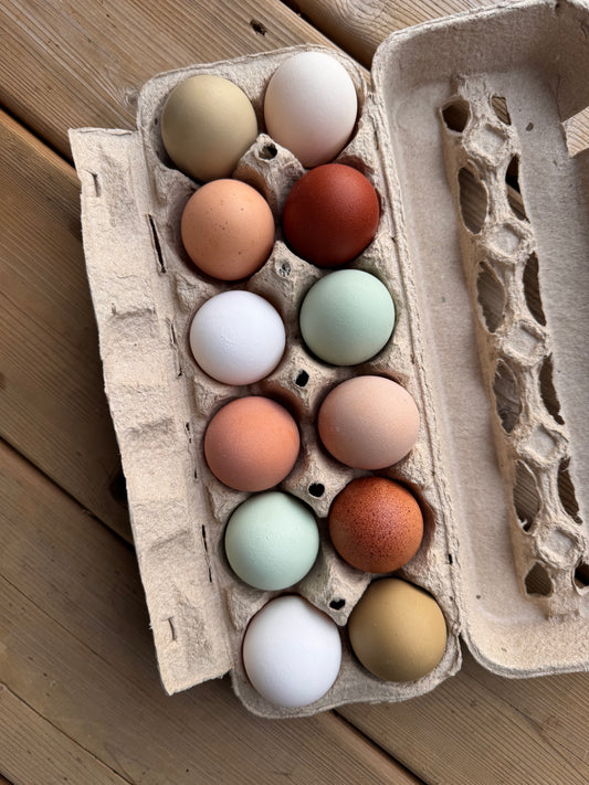 1 Dozen Pasture Raised Eggs